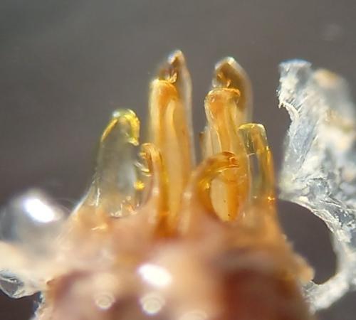 Réf. 334 266 : Ommatoiulus ilicis