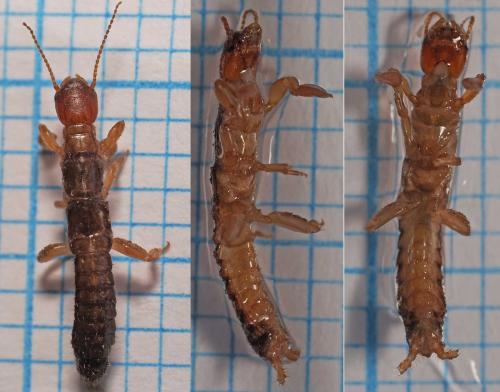 Haploembia sp.