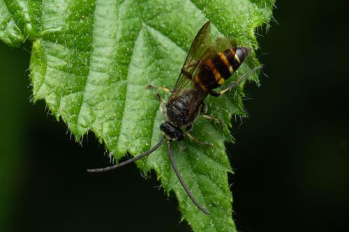 Argogorytes mystaceus