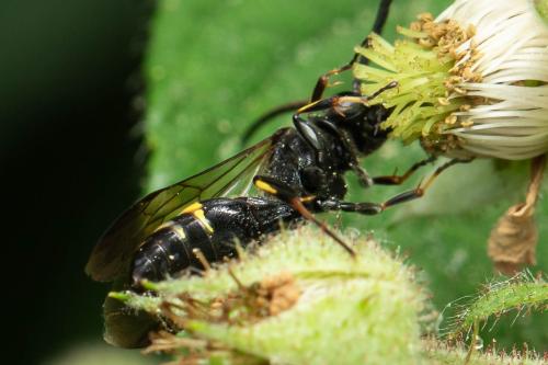 Argogorytes mystaceus