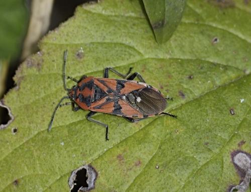 Réf. 334 257 : Spilostethus pandurus