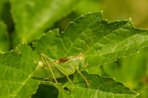Tettigonia cantans