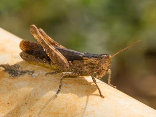 Chorthippus sp.