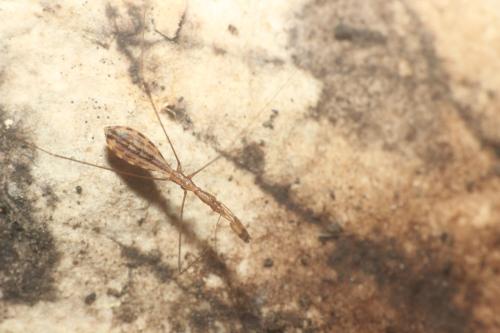 Ploiaria domestica