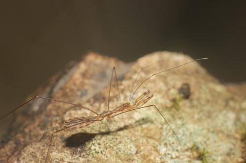 Ploiaria domestica
