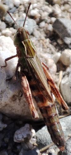 Réf. 334 344 : Stenobothrus nigromaculatus nigromaculatus