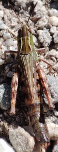 Réf. 334 345 : Stenobothrus nigromaculatus nigromaculatus
