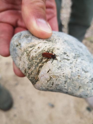 Pyrrhidium sanguineum