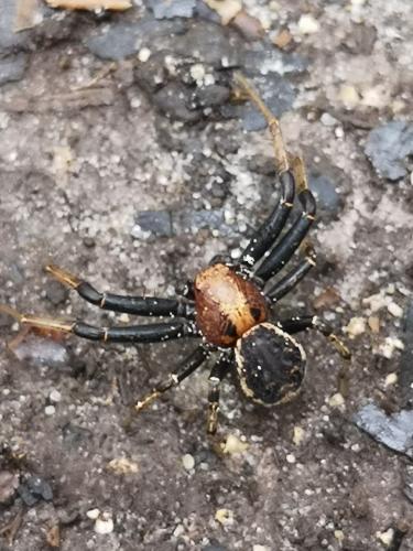 Xysticus sp.