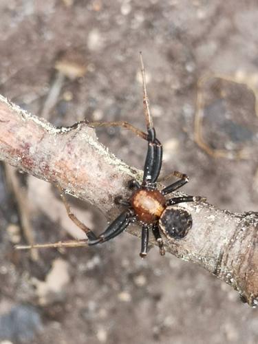 Xysticus sp.