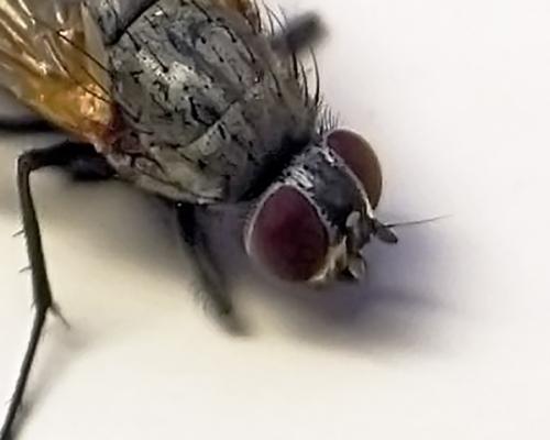 Hydrotaea sp.
