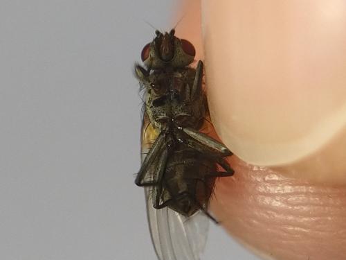 Hydrotaea sp.