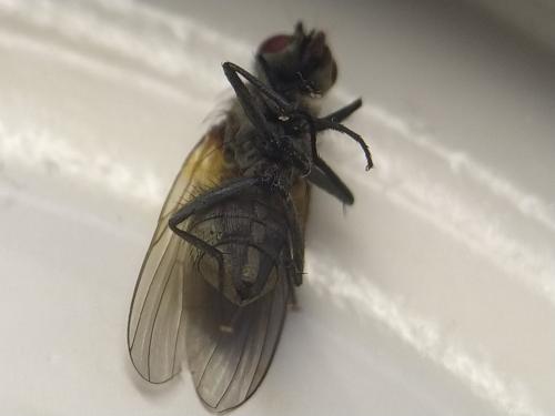 Hydrotaea sp.
