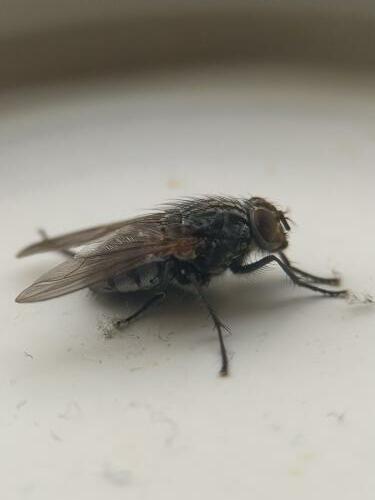 Réf. 334 016 : Polietes meridionalis