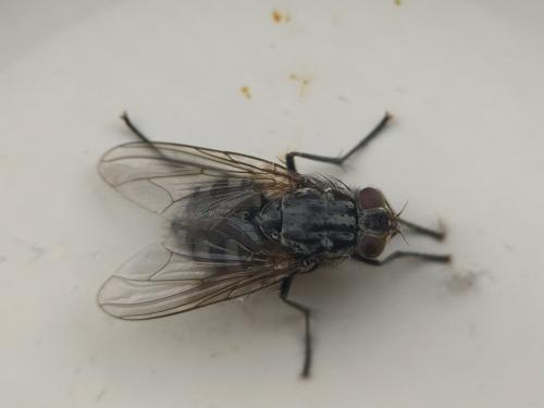 Réf. 334 015 : Polietes meridionalis