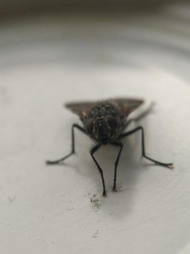 Polietes meridionalis