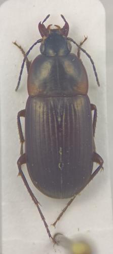 Réf. 334 495 : Oodes gracilis
