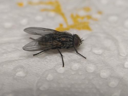 Réf. 334 410 : Dasyphora albofasciata