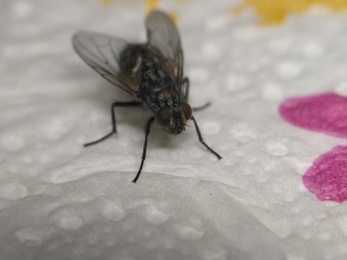 Réf. 334 411 : Dasyphora albofasciata