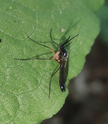 Réf. 334 486 : Platyura marginata
