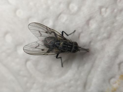 Réf. 334 716 : Phaonia trimaculata