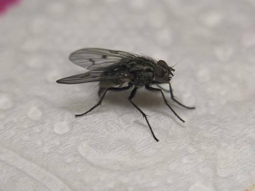 Réf. 334 717 : Phaonia trimaculata