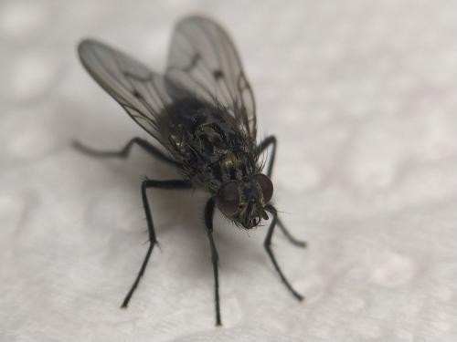 Réf. 334 718 : Phaonia trimaculata