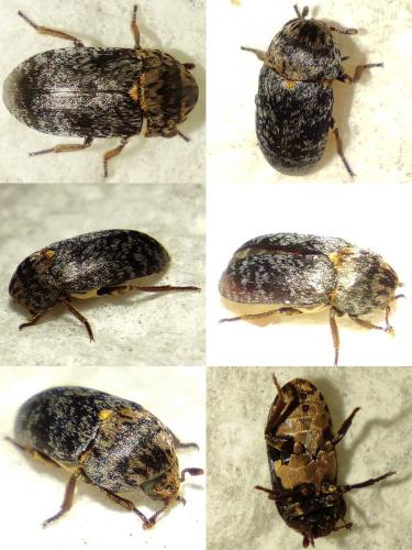 Réf. 334 725 : Dermestes erichsoni