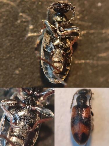 Réf. 334 820 : Anthicus sp.