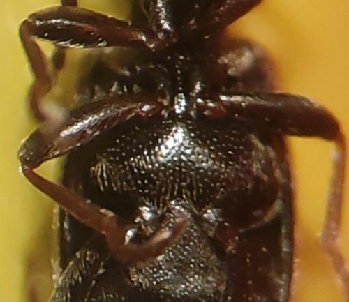Réf. 334 855 : Anthicus sp.