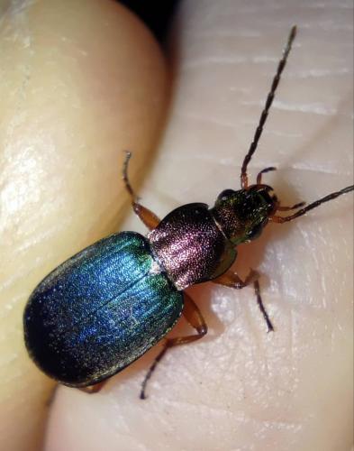 Chlaenius chrysocephalus