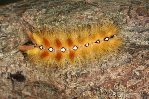Réf. 334 075 : Acronicta aceris
