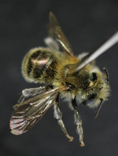Réf. 334 981 : Osmia caerulescens