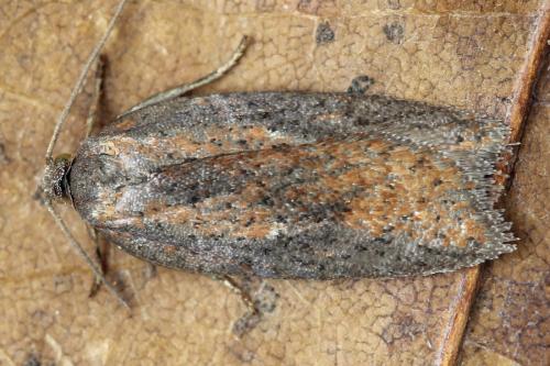 Acleris rufana