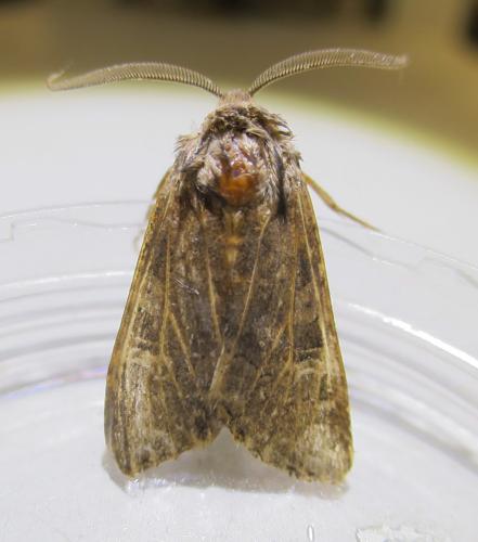 Aporophyla chioleuca