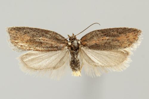 Acleris rufana
