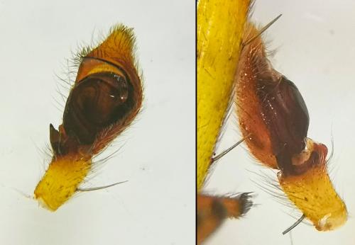 Réf. 334 932 : Philodromus longipalpis