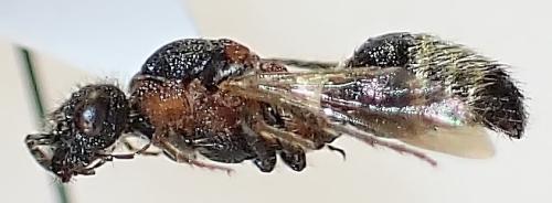 Réf. 334 220 : Smicromyrme sp.