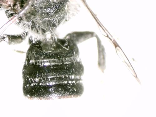 Réf. 334 238 : Megachile rotundata