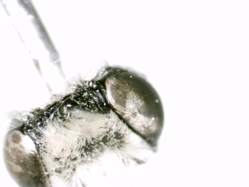 Réf. 334 239 : Megachile rotundata