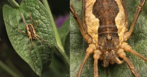 Réf. 334 008 : Mitopus morio