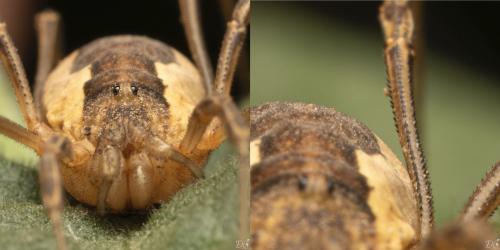 Réf. 334 009 : Mitopus morio