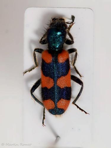Trichodes sp.