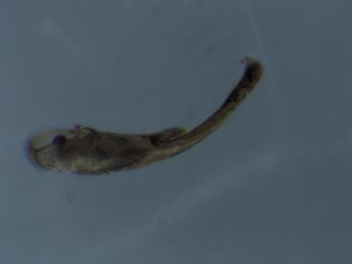 Osmia caerulescens