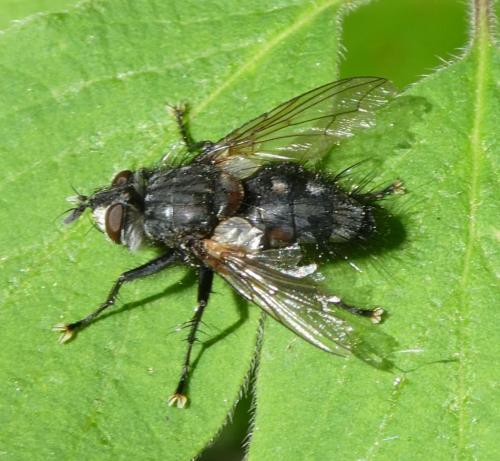 Réf. 334 465 : Blepharipa pratensis