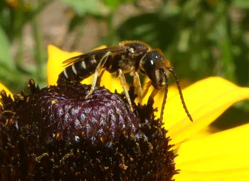 Halictus sp.