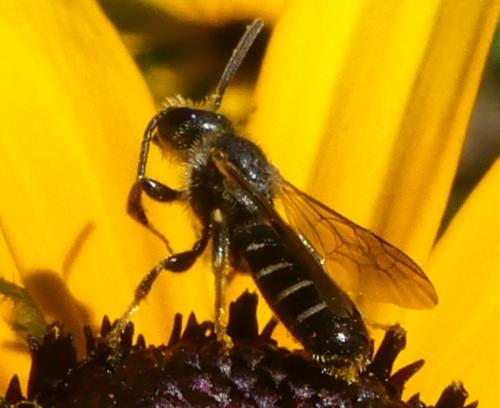 Halictus sp.