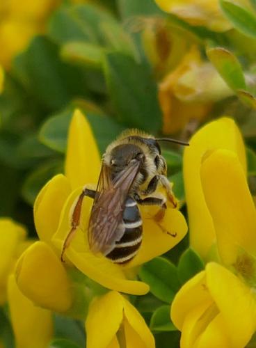 Réf. 334 368 : Andrena sp.