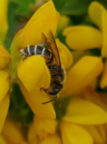 Réf. 334 369 : Andrena sp.