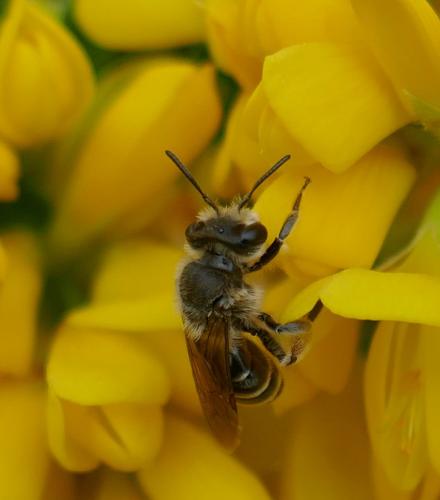 Réf. 334 370 : Andrena sp.